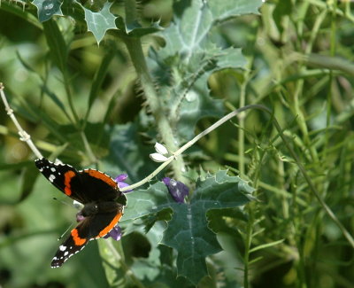 518Neals 040redAdmiral.jpg