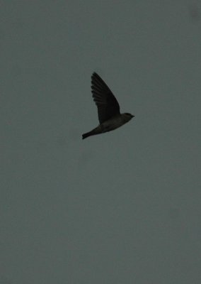 525Cooks 002swallow.jpg