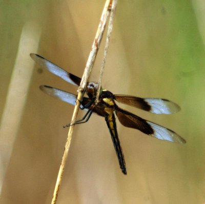 525Cooks 021Widow Skimmer Dragonfly - Libellula luctuosa.jpg