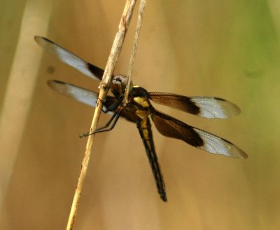 525Cooks 022Widow Skimmer Dragonfly - Libellula luctuosa.jpg