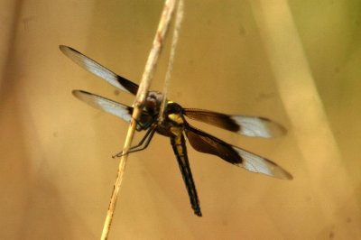 525Cooks 025Widow Skimmer Dragonfly - Libellula luctuosa.jpg