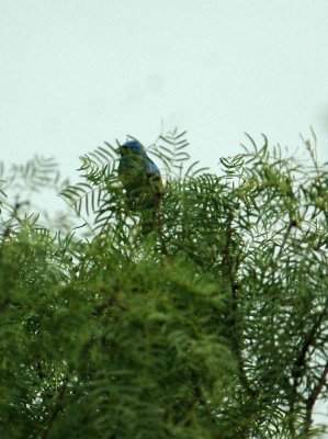 525Cooks 031blueGrosbeak.jpg