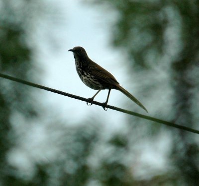 525Cooks 045long-billedThrasher.jpg