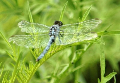 525Cooks 053dragonfly.jpg