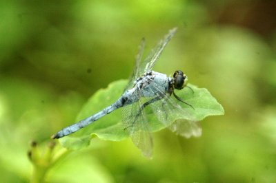 525Cooks 059Eastern Pondhawk Erythemis simplicicollis male.jpg