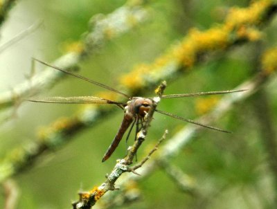 525Cooks 082dragonfly.jpg