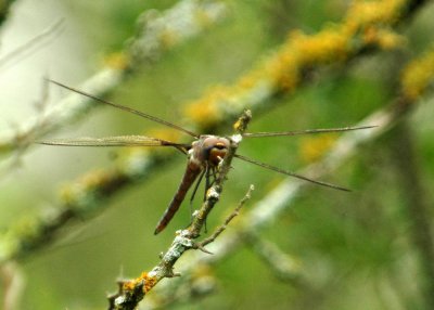 525Cooks 083dragonfly.jpg