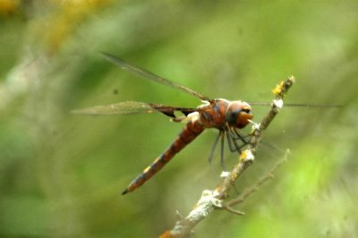 525Cooks 086Roseate Skimmer Orthemis ferruginea.jpg
