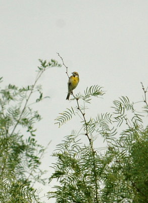 525Cooks 126dickcissel.jpg