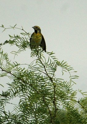 525Cooks 130dickcissel.jpg