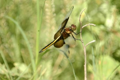 525Cooks 195widowSkimmer.jpg
