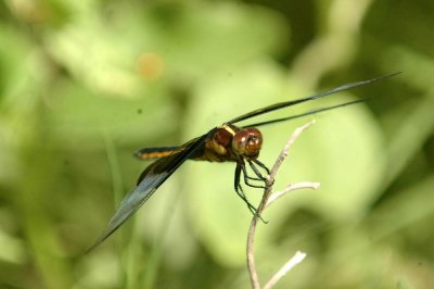 525Cooks 196widowSkimmer.jpg