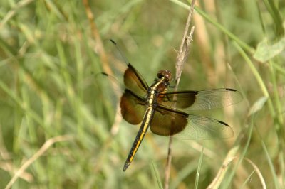 525Cooks 197widowSkimmer.jpg