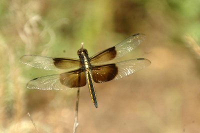 525Cooks 205widowSkimmer.jpg