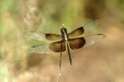 525Cooks 206widowSkimmer.jpg