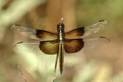 525Cooks 207widowSkimmer.jpg