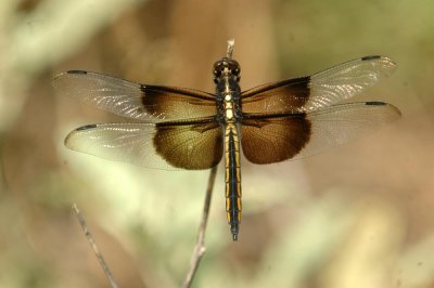 525Cooks 208widowSkimmer.jpg