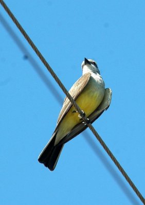 529Cooks 003actuallyWesternKingbird.jpg