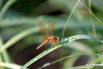 529Cooks 014amberwing.jpg