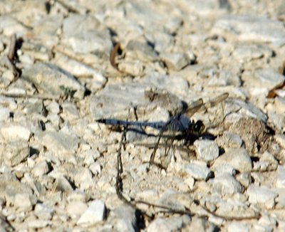 529Cooks 021easternPondhawk.jpg