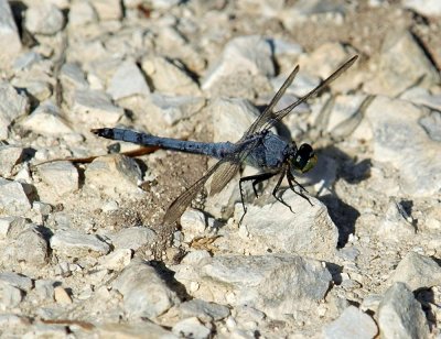 529Cooks 022easternPondhawk.jpg