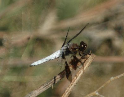 529Cooks 056whitetailed.jpg