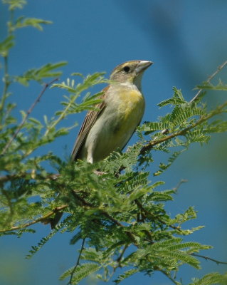 529Cooks 118dickcissel.jpg