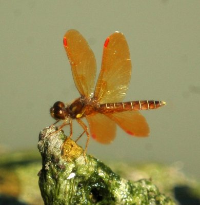529Cooks 140amberwing.jpg