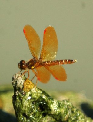 529Cooks 141amberwing.jpg