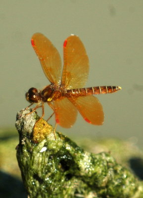 529Cooks 142amberwing.jpg
