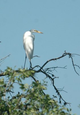 529Cooks 145greatEgret.jpg
