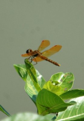 529Cooks 161amberwing.jpg