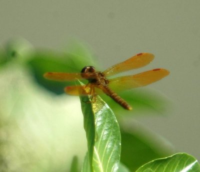 529Cooks 162amberwing.jpg