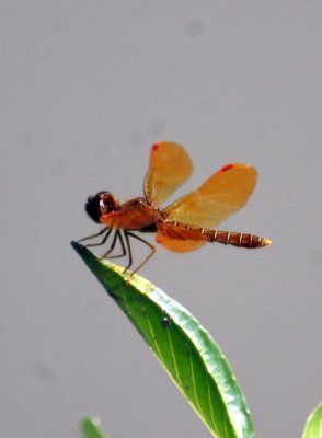 529Cooks 164amberwing.jpg