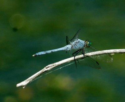 529Cooks 171easternPondhawk.jpg