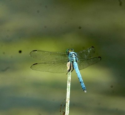530Cooks 149commonPondHawk.jpg
