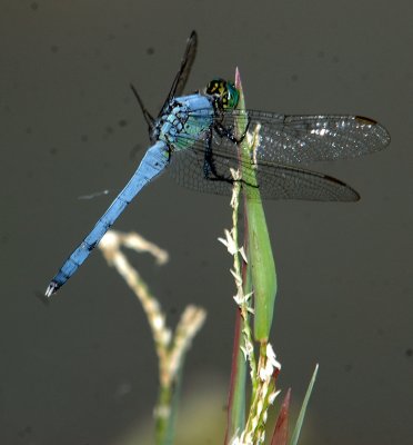 530Cooks 150commonPondhawk.jpg