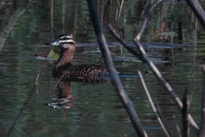a Masked Duck Male DSC_9130.jpg