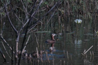 a Masked Duck Male and kiddoes and Lilly DSC_9122.jpg