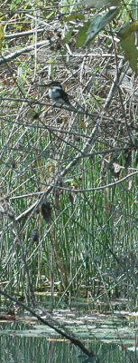 Green Kingfisher 202 Nueces DSC_9221.jpg