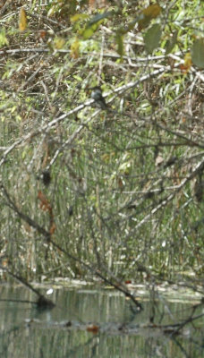 green kingfisher DSC_9220.jpg