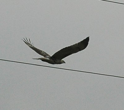 Ferruginous Hawk Cooks Slough DSC_9306.jpg