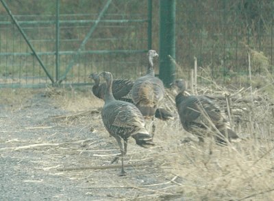 Herding Turkeys at Cooks DSC_9335.jpg