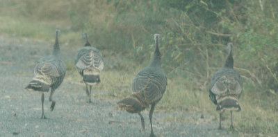 Wild Turkeys Cooks Slough DSC_9338.jpg