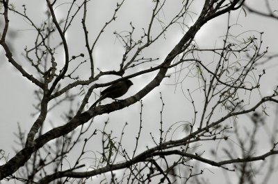 aPyrrhuloxia DSC_9351.jpg