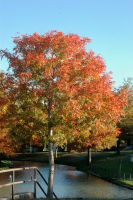 CityParkDSC_9979.jpg