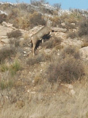 aMuledeerDSC_0470.jpg