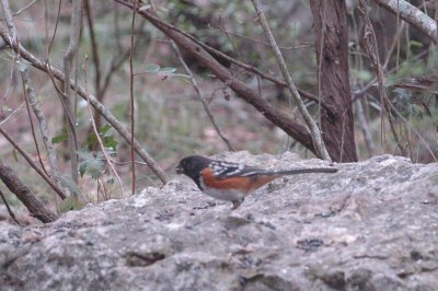 March 18 Neals 019.JPG