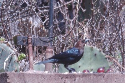 Brown-headed Cowbird 062.JPG