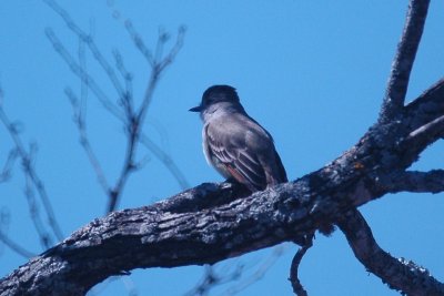 Ash-throated Flycatcher 063.JPG